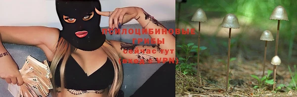 крисы Корсаков